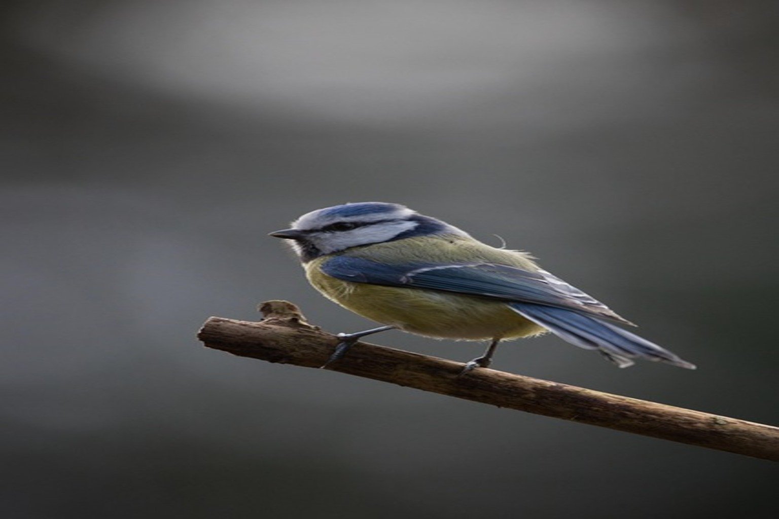 blue-tit-8024809_640
