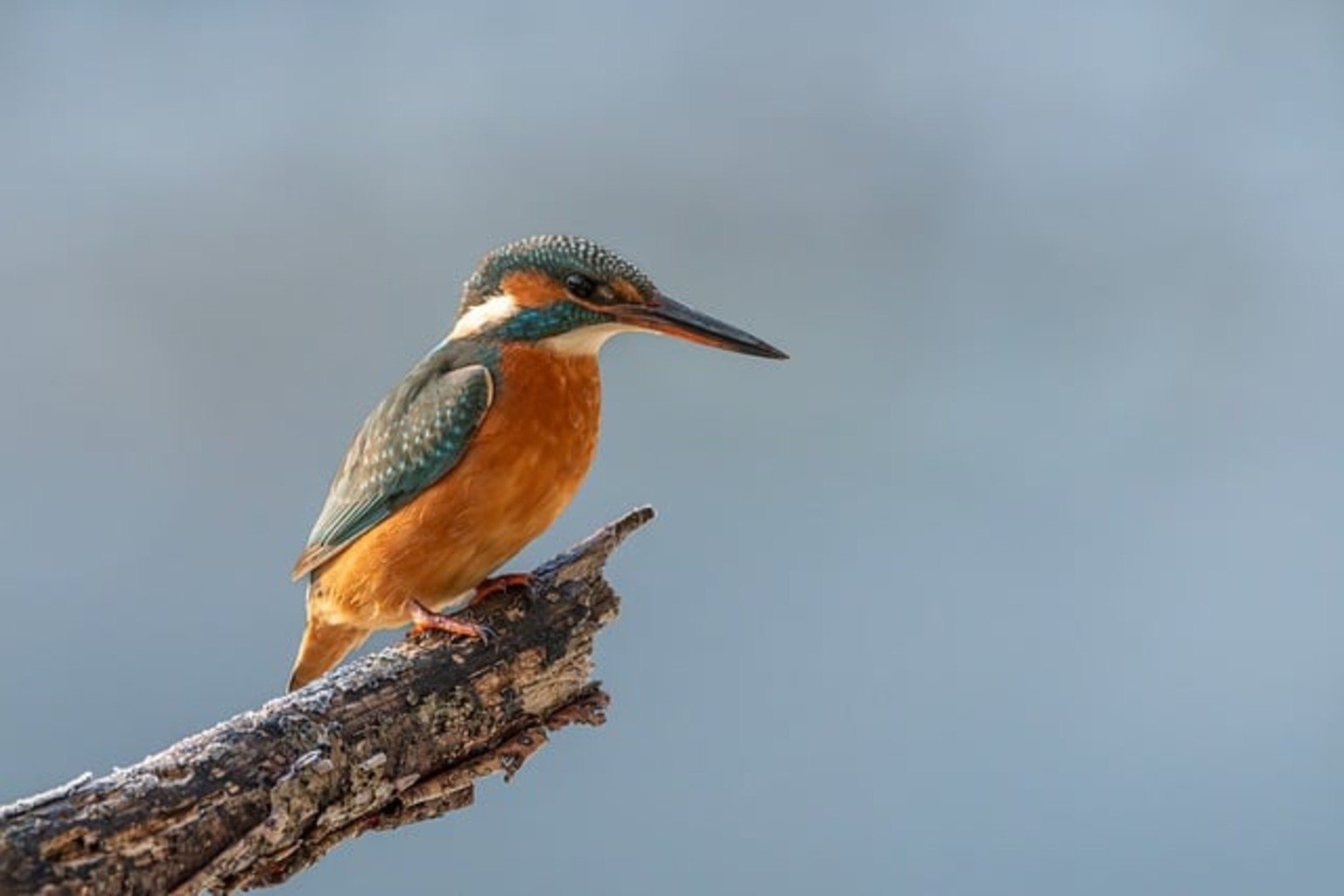 kingfisher-9399869_640
