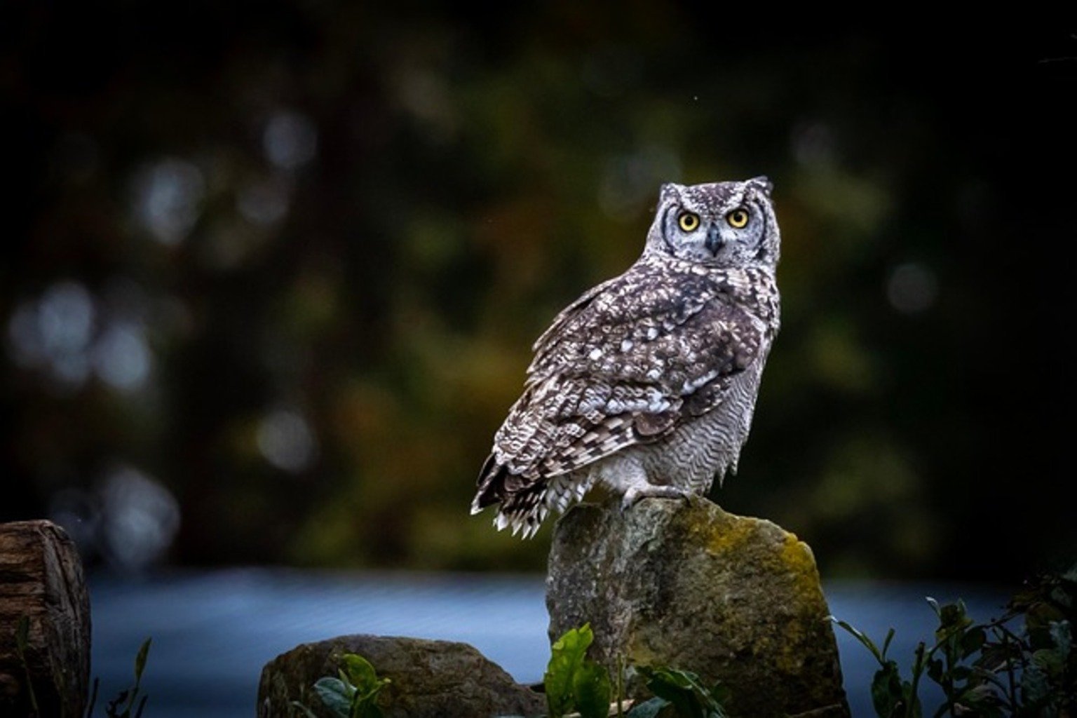 owl-9294302_640
